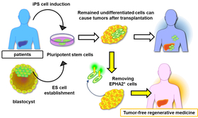 A safer regenerative medicine process that removes the risk of tumor formation.