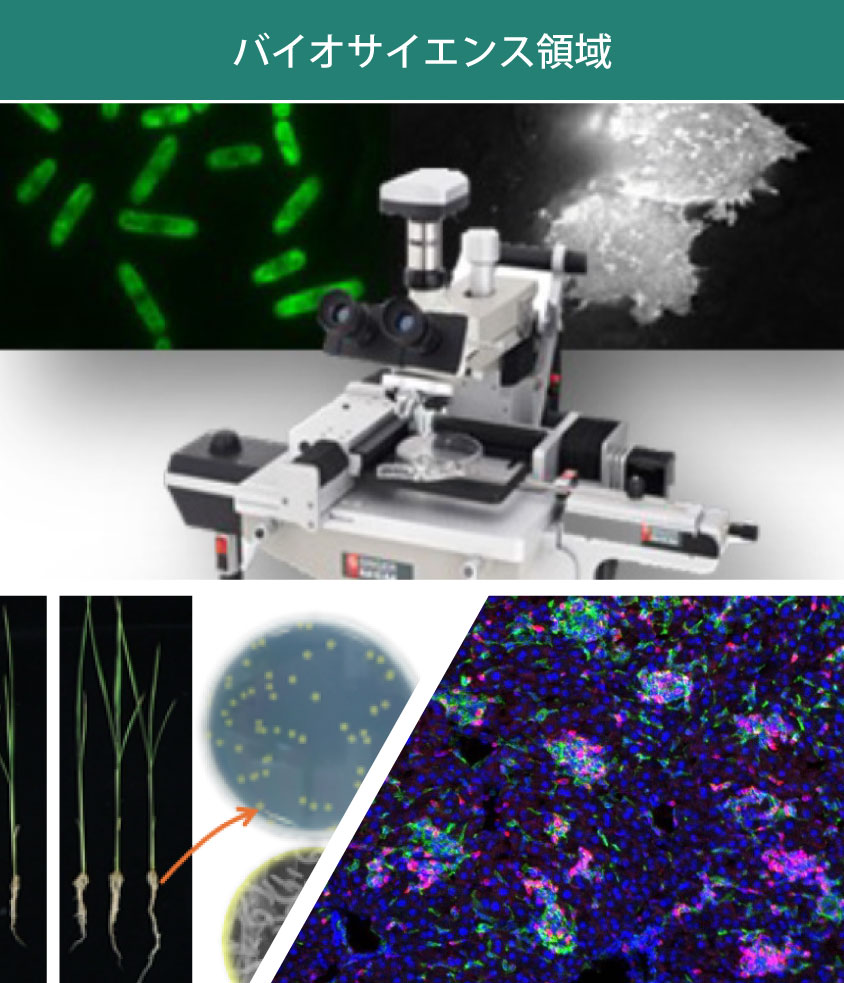 バイオサイエンス領域